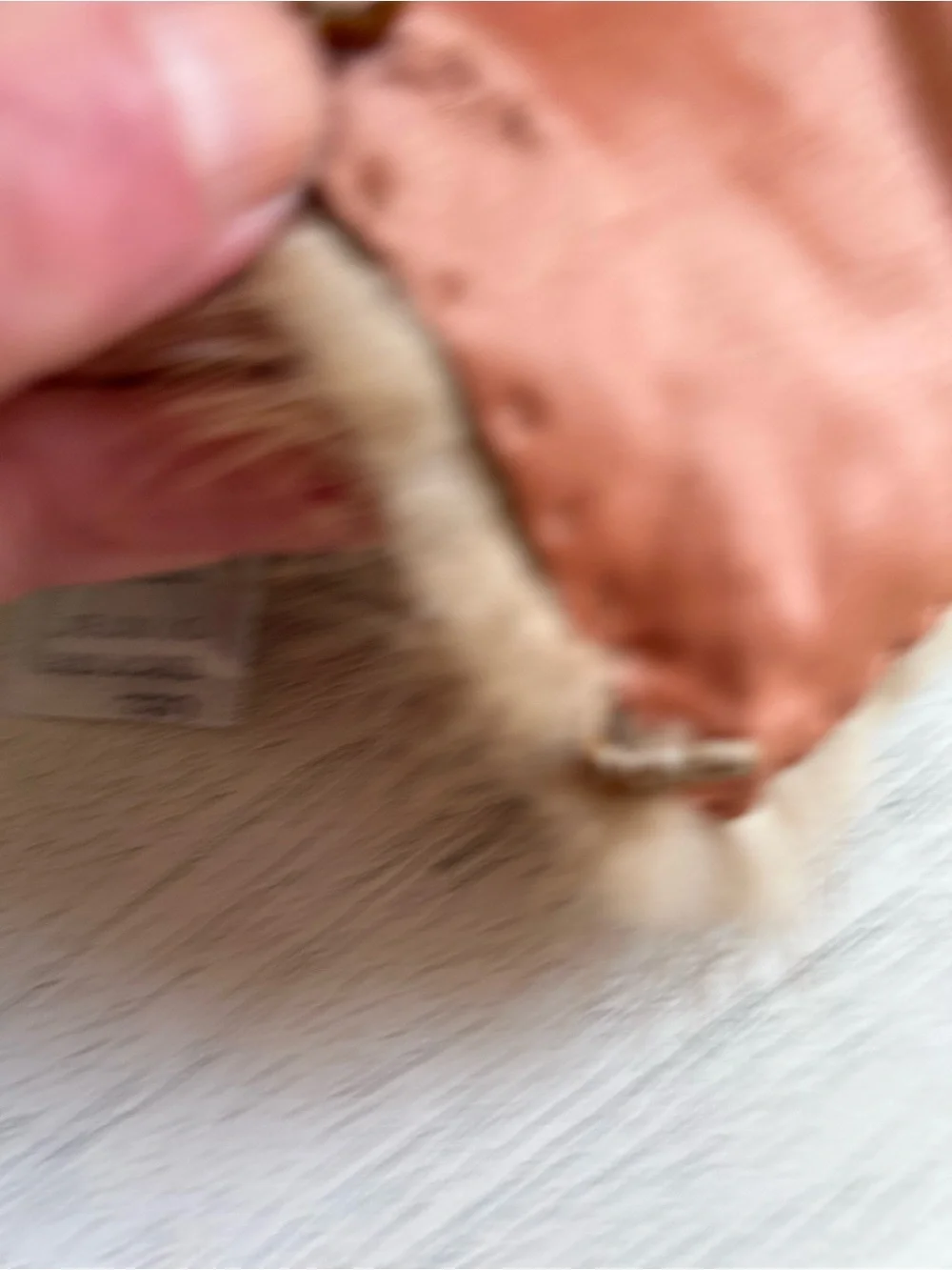 Classic Fur Collar in Light Brown